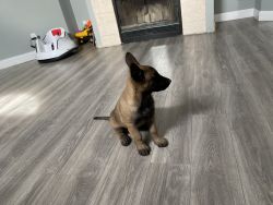 Have a3 month Belgian Malinois Female puppy born 8/26/21