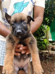Belgium Malinois puppies for sale