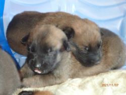 Belgian Malinois puppies for sale.