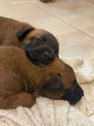 Malinois puppies 6 for sale