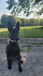 1 year old trained Belgian Malinois for sale
