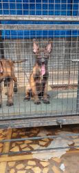 Male and female Belgian malinois obedience lineage...puppy for sale