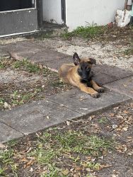 Malinois for rehoming