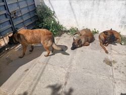 Belgium malinois dog puppies available for sale