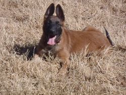 Belgian Malinois puppies for sale (girl)