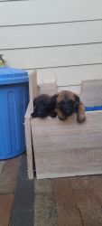Akc Belgian Malinois puppies for sale