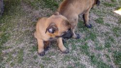 Selling German Malinois puppes