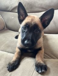 Belgian malinois puppies for sale
