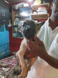 Belgian Melionios with Paper, 2 Male -2 Female for Sale in Pune