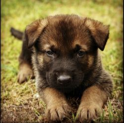 Shepinois puppies for sale