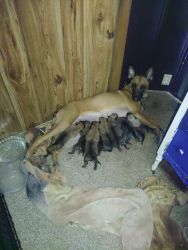 11 PUPPIES FOR SALE