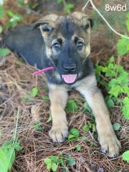 Malinois X puppies for sale