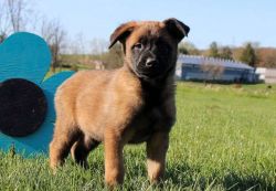 Belgian Malinois Puppies for Sale