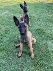 Belgian Malinois puppies for sale