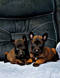 Belgian malinois puppies