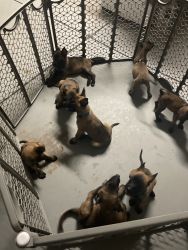 Belgian malinois puppies 5boys 2Girls ready for new homes!!!!