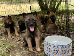 Belgian Malinois Puppies looking for Furever Homes!