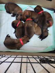 Cute Belgian Malinois Pups for Sale