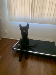 5 Month Old Belgian Malinois Male for sale