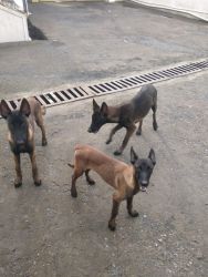 Want to sell belgian melinois breed puppies 7 months old.