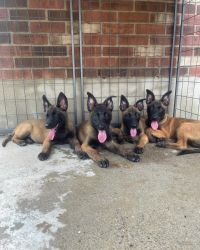 Malinois puppies for sale!