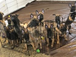 Cute Belgian Malinois puppies need a home