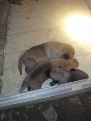 Full Pure Breed Belgian Malinois puppies for sale