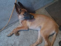 Beautiful Malinois looking for forever home