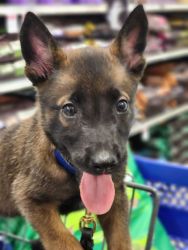 Malinois Pups out of Netherlands Imports