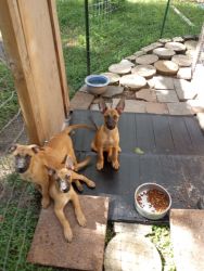 Two 18wk old Female puppies needing a forever loving home