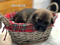Belgian malinois puppies **experienced owners**