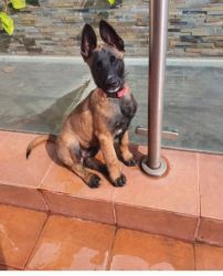 I have a Belgian malinois male 3 months puppy bought him for 40k