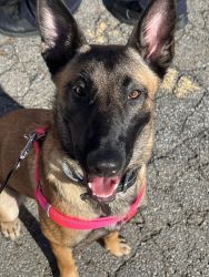 10 month old AKC registered female Belgian malinois