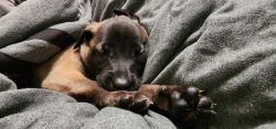 Belgian malinois puppies ready for a new home