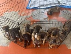 Puppies in Hilo, HI
