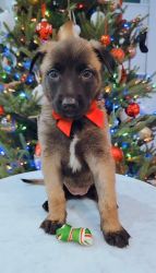 BELGIAN MALINOIS Puppies for Sale
