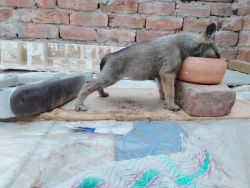 belgium malinois with german malinois puppies available in cheap price