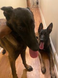2 Seven Month Old Belgian Malinois For Sale!