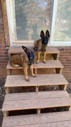 Belgian Malinois puppies in need of a loving home!