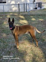 2yr Belgian Malinois Pure Breed Trained