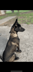 Female Belgian malinois pup young