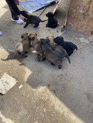 Puppies malinois