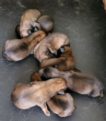 Belgian Malinois Puppies/Only 2 Left