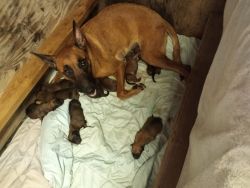 Belgian Malinois Puppies Born 4th of July Purebred AKC Papers Provided