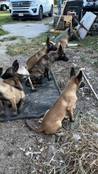 Belgian Malinois pups for sale $500.
