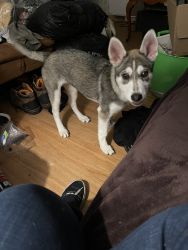 Belgian Melanies and husky they are called a belusky
