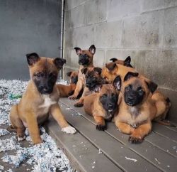 Belgian Malinios puppies for adoption.