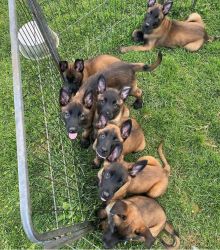 Belgian Malinios puppies for adoption