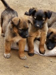 Belgian/Border Collie mix puppies