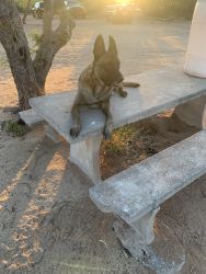belgian malinois Puppies for sale